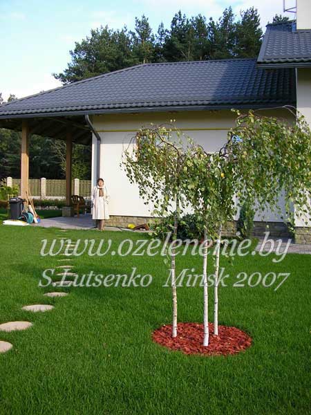 Береза на участке когда сажать 580