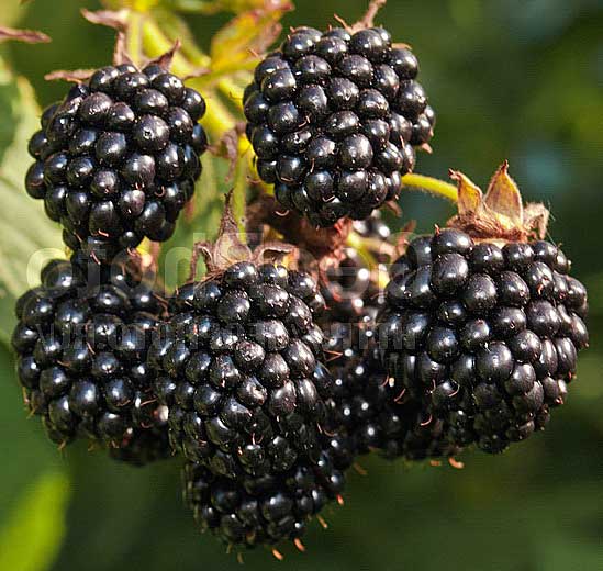 rubus